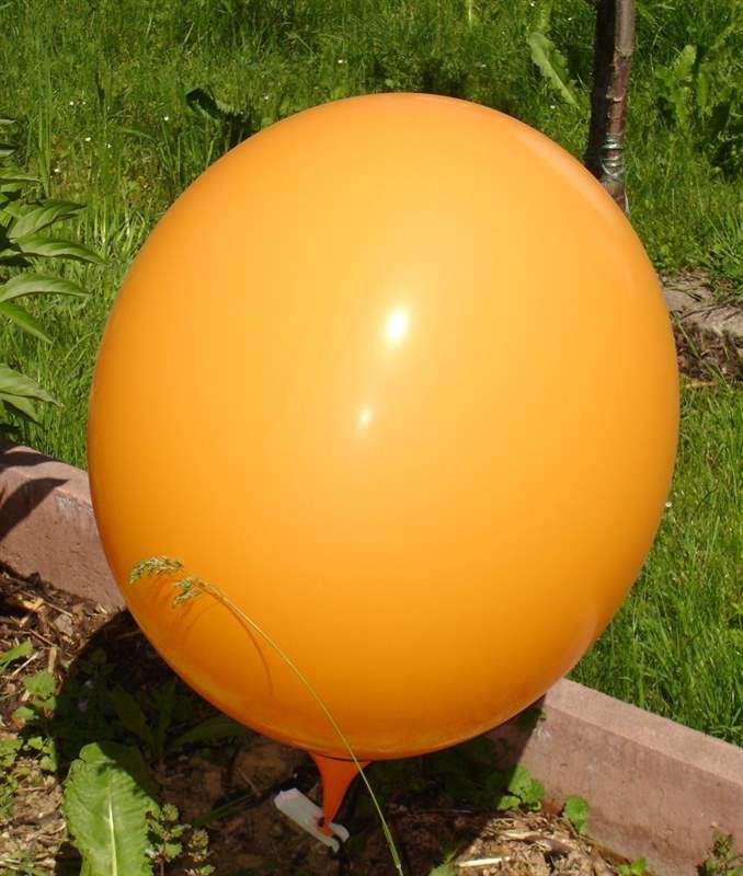 R265  Ø100cm   Orange, Größe Riesenballon extra stark, Typ XL - unbedruckt